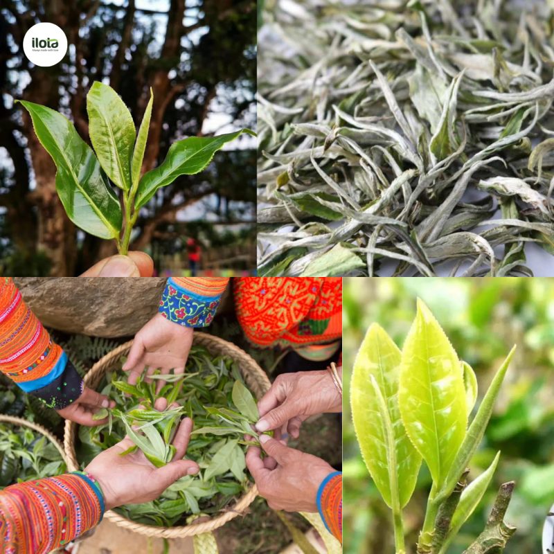 nhiet-do-nuoc-pha-tra-cho-tung-loai-tra