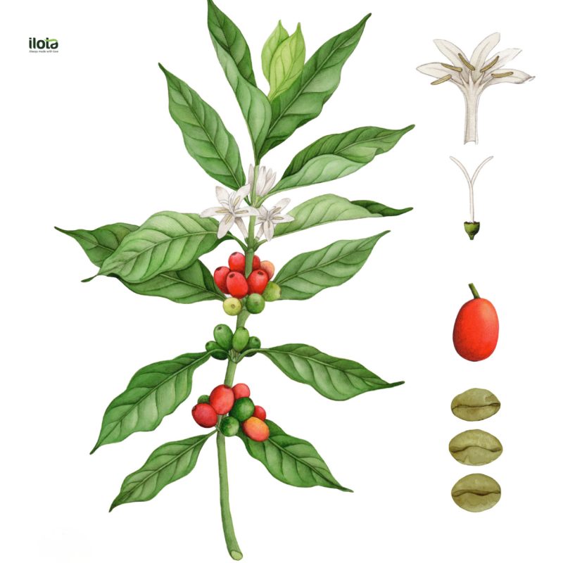 nghien-cuu-ve-ca-phe-robusta-viet-nam