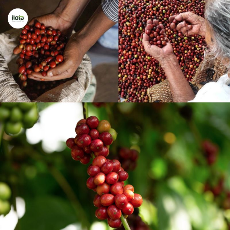 nghien-cuu-ve-ca-phe-robusta-viet-nam