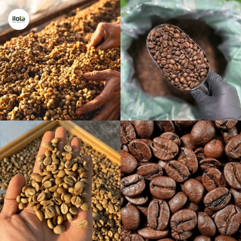 nghien-cuu-ve-ca-phe-robusta-viet-nam