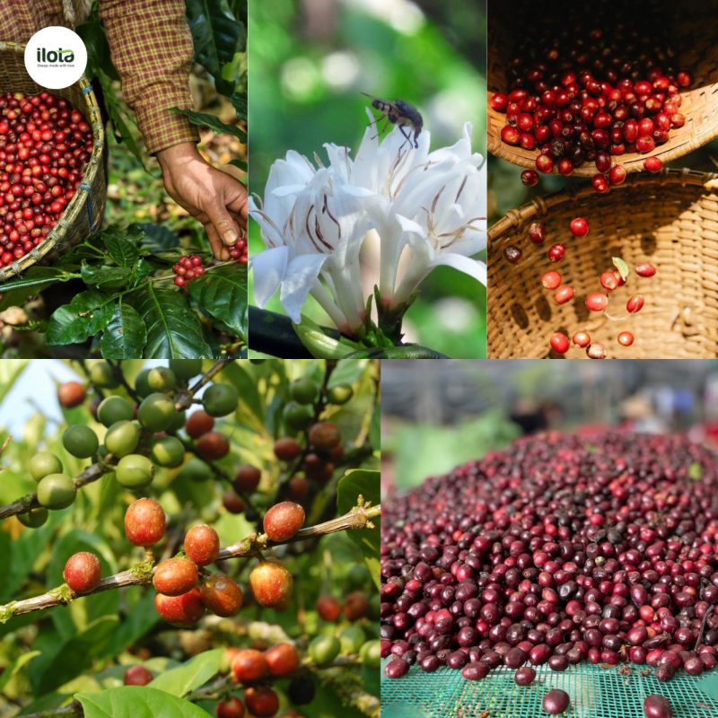 nghien-cuu-ve-ca-phe-robusta-viet-nam