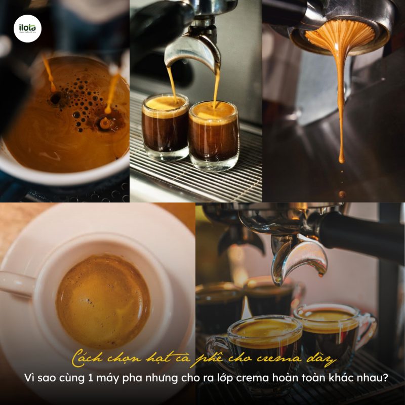 cach-chon-hat-ca-phe-cho-crema-day