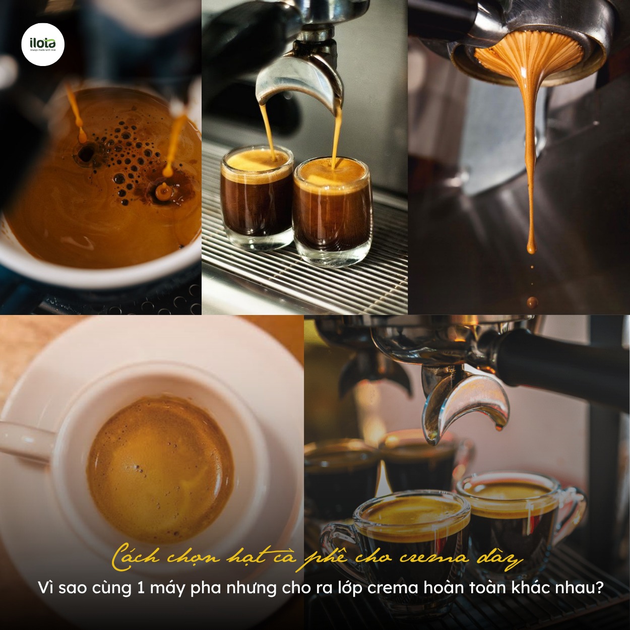 cach-chon-hat-ca-phe-cho-crema-day