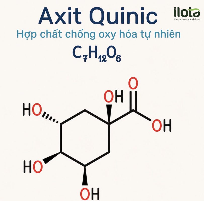 acid-chlorogenic-trong-rang-ca-phe