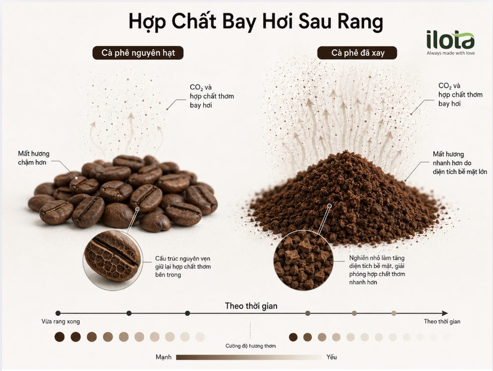 hop-chat-bay-hoi-trong-ca-phe-rang