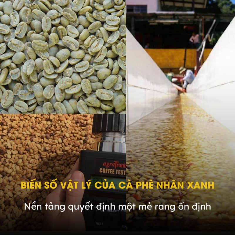 bien-so-vat-ly-cua-ca-phe-nhan-xanh