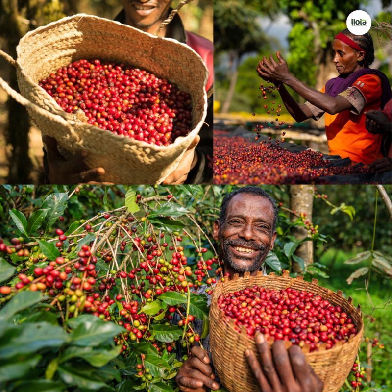 cac-vung-trong-ca-phe-cua-ethiopia