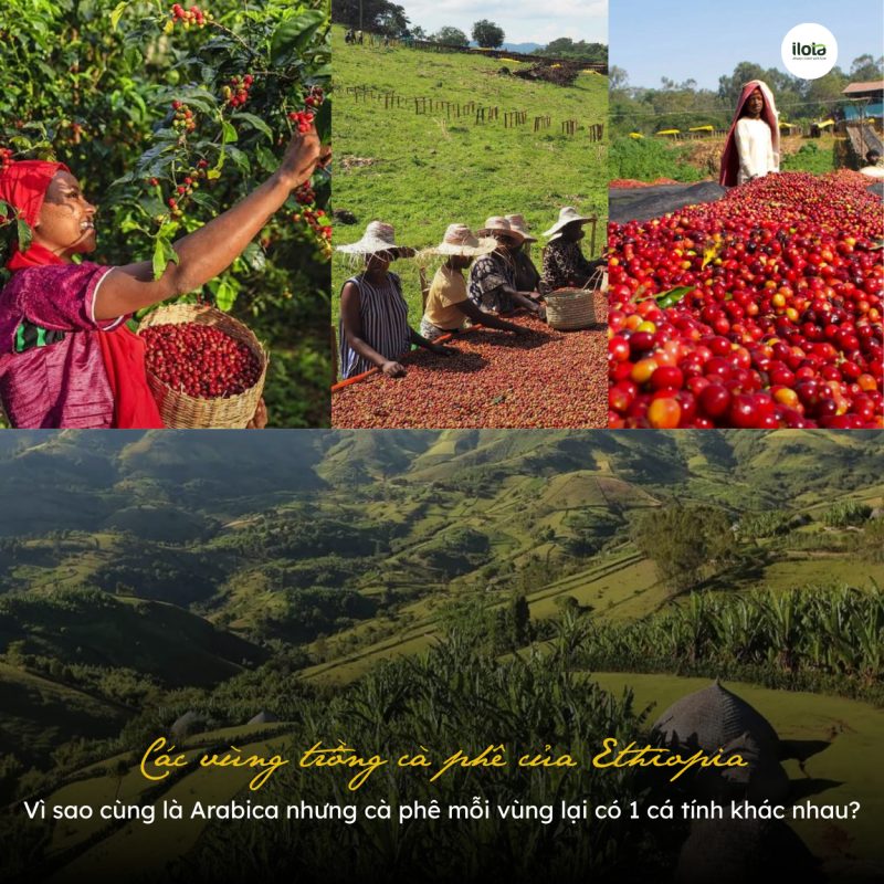 cac-vung-trong-ca-phe-cua-ethiopia