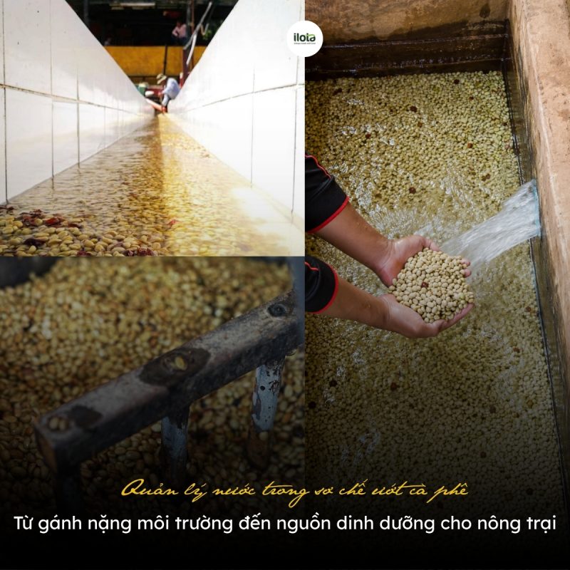 quan-ly-nuoc-trong-so-che-uot-ca-phe