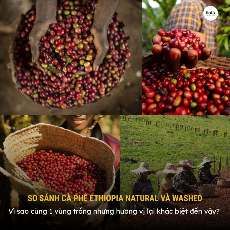 so-sanh-ca-phe-ethiopia-natural-va-washed