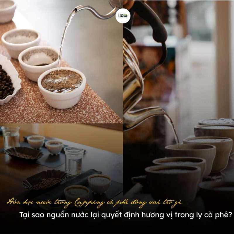 hoa-hoc-nuoc-trong-cupping-ca-phe-dong-vai-tro-gi
