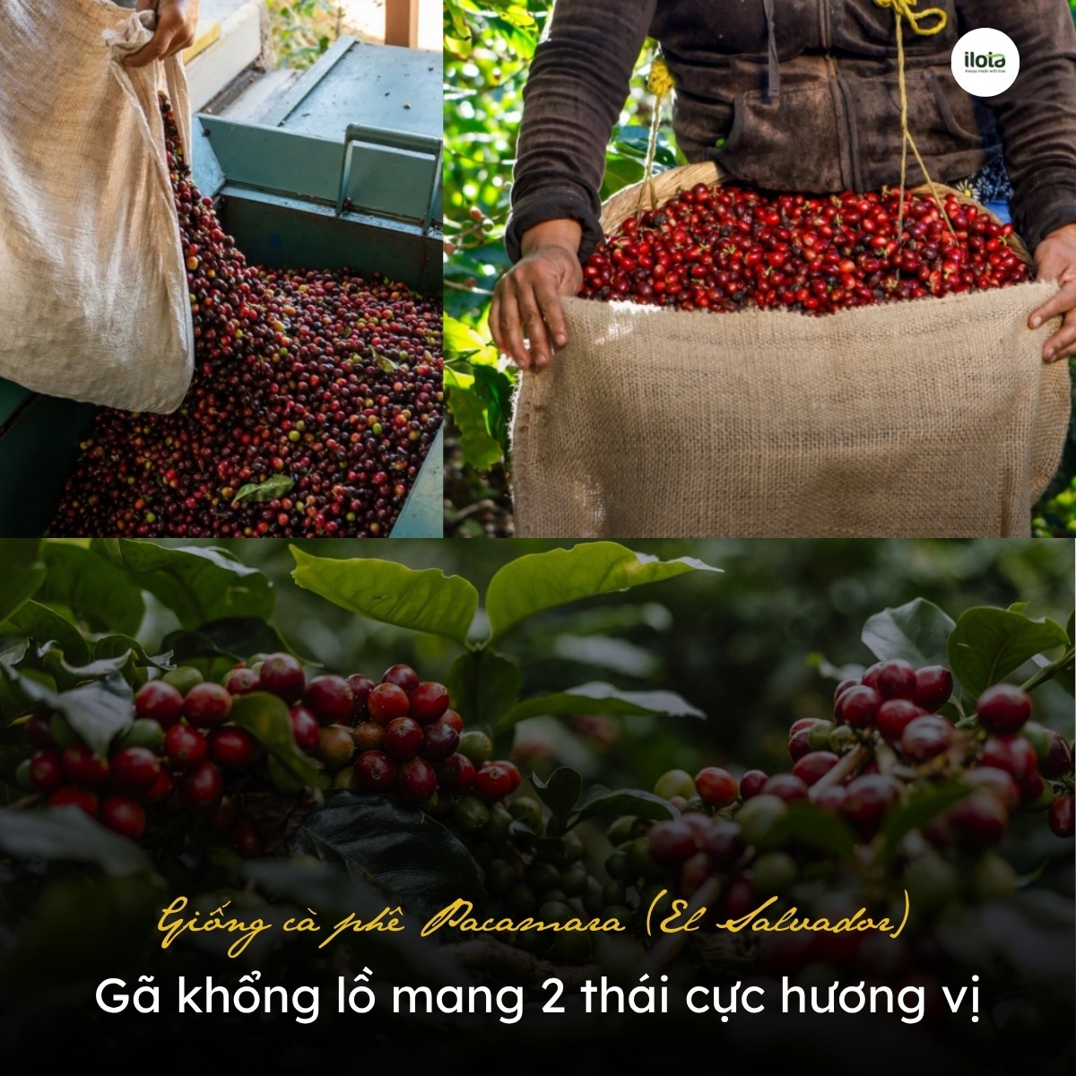 giong-ca-phe-pacamara
