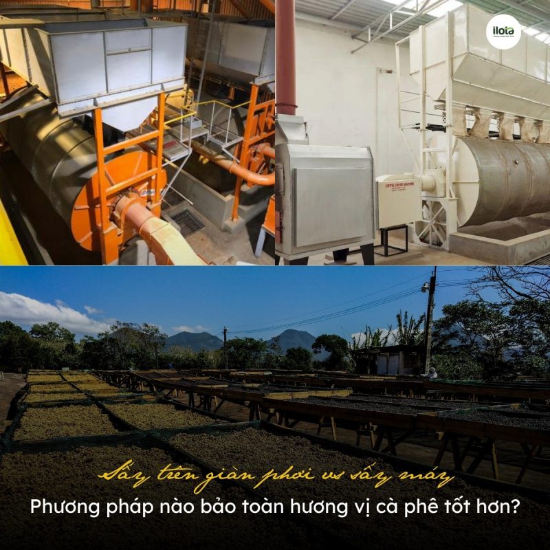say-tren-gian-phoi-vs-say-may