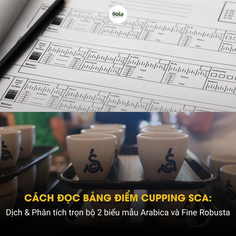 cach-doc-bang-diem-cupping-sca