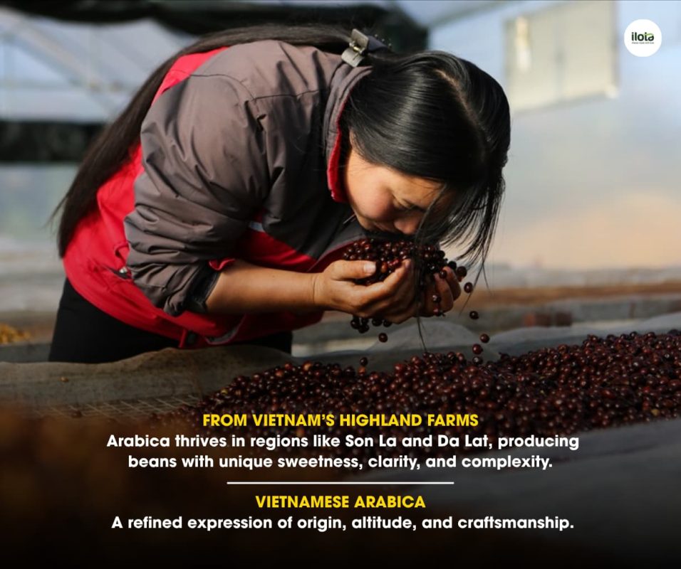 buy-coffee-beans-in-hanoi