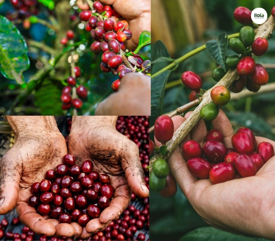 giong-ca-phe-pacamara