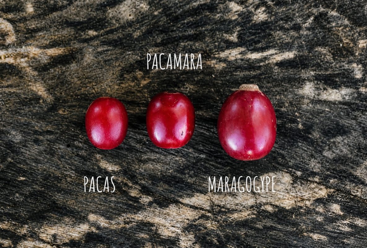 giong-ca-phe-pacamara