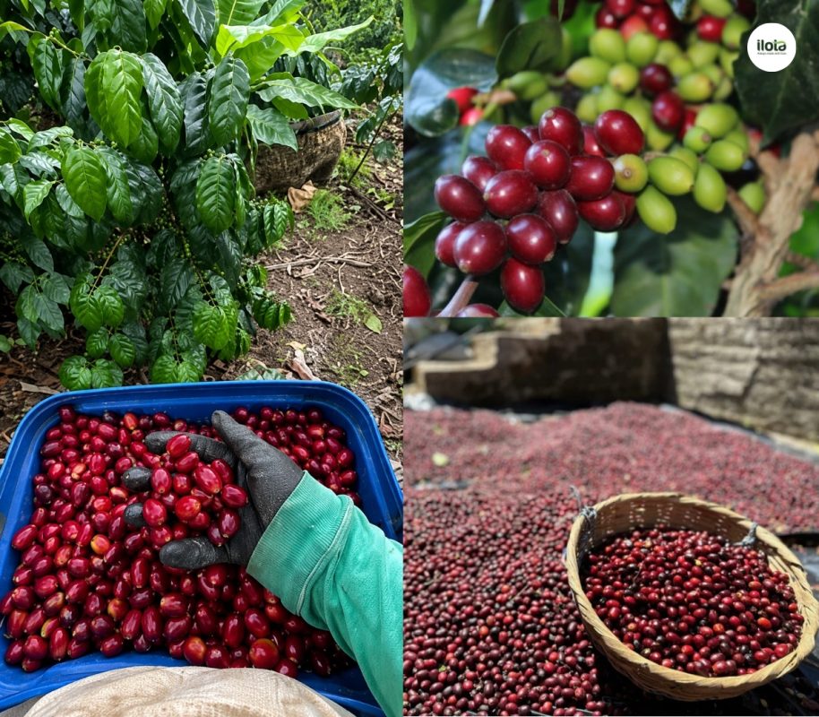 giong-ca-phe-pacamara