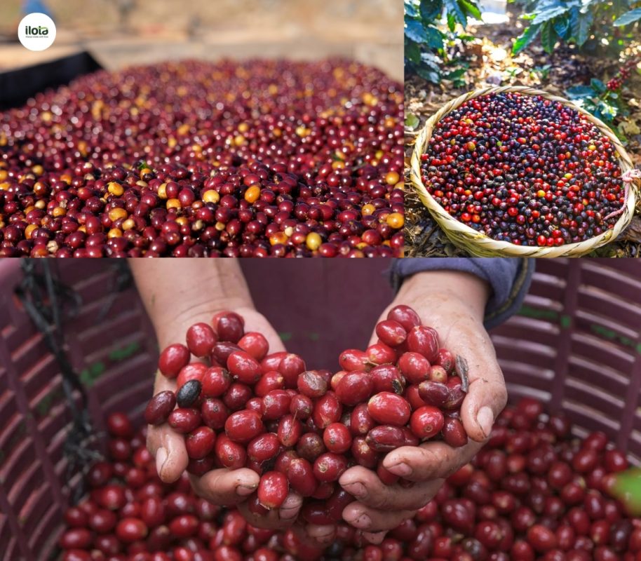 giong-ca-phe-pacamara