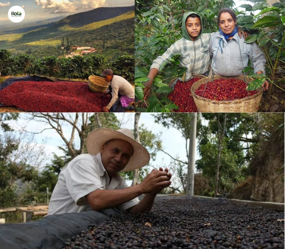 giong-ca-phe-pacamara