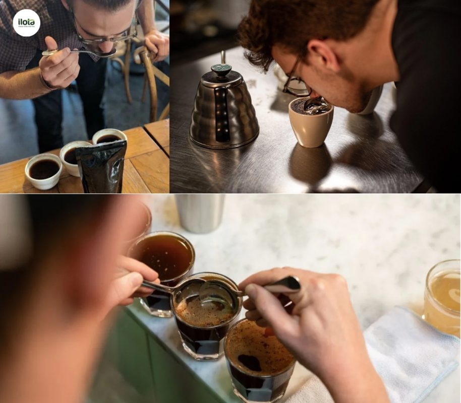giong-ca-phe-pacamara