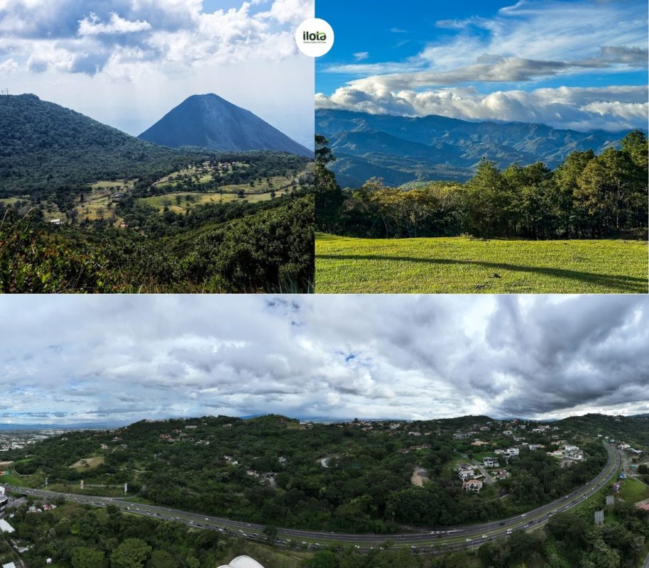 giong-ca-phe-pacamara