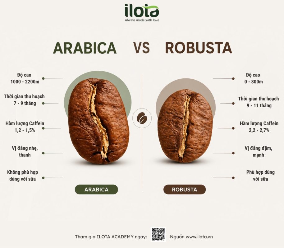 so-sanh-robusta-va-arabica-khi-pha-phin
