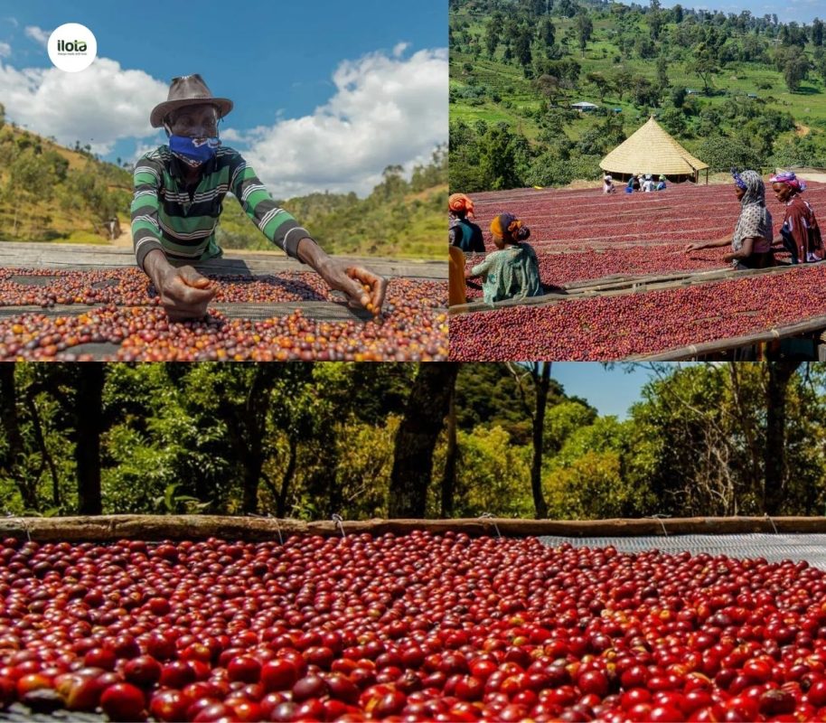 so-sanh-ca-phe-ethiopia-natural-va-washed