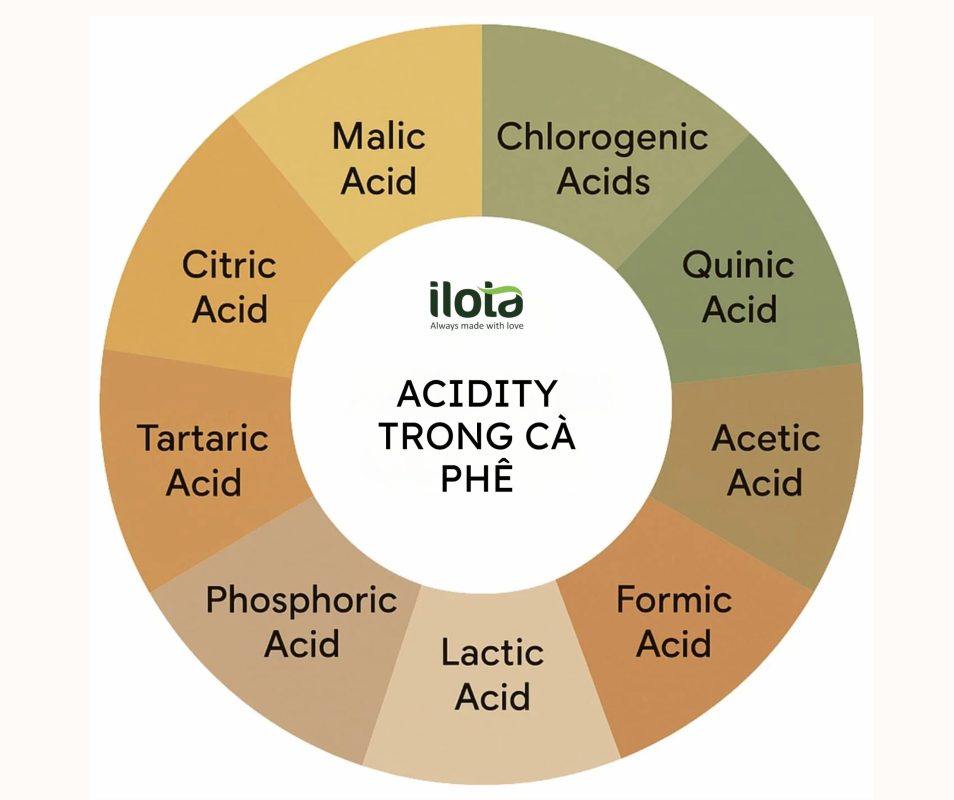 acidity-trong-ca-phe