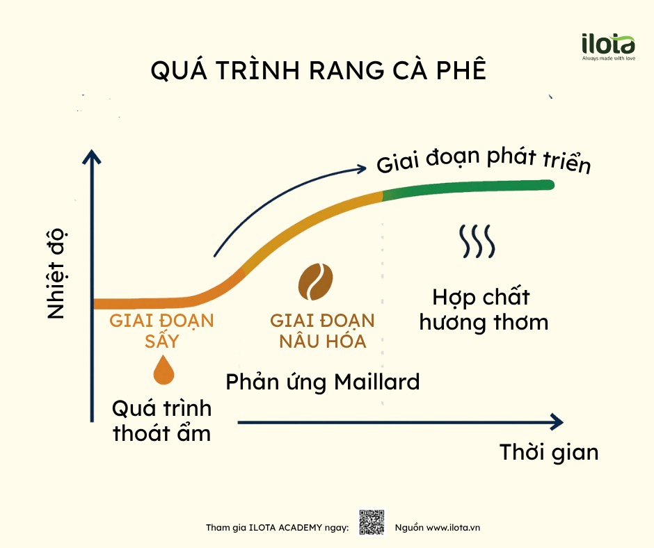 dtr-trong-rang-ca-phe