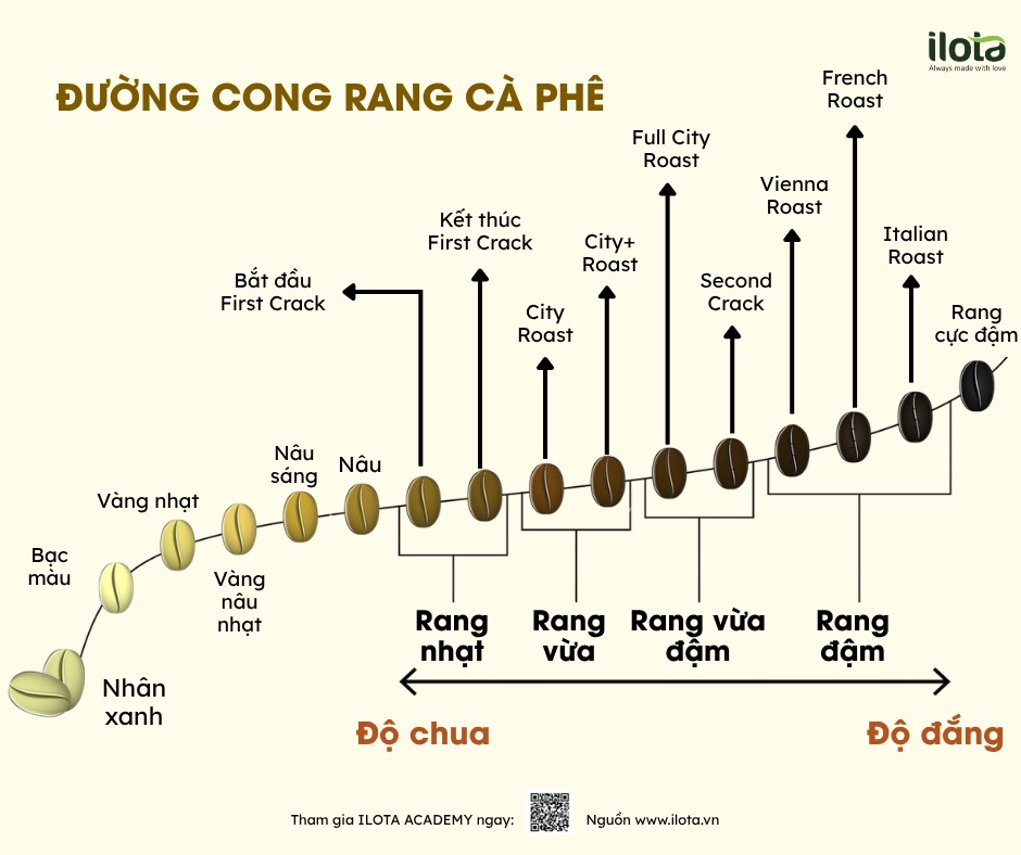 dtr-trong-rang-ca-phe