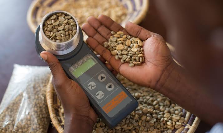 bien-so-vat-ly-cua-ca-phe-nhan-xanh