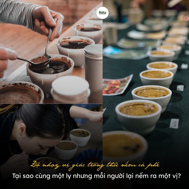 do-nhay-vi-giac-trong-thu-nem-ca-phe