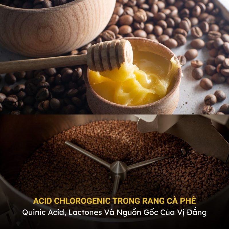acid-chlorogenic-trong-rang-ca-phe
