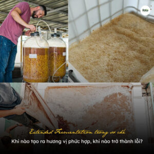 extended-fermentation-trong-so-che