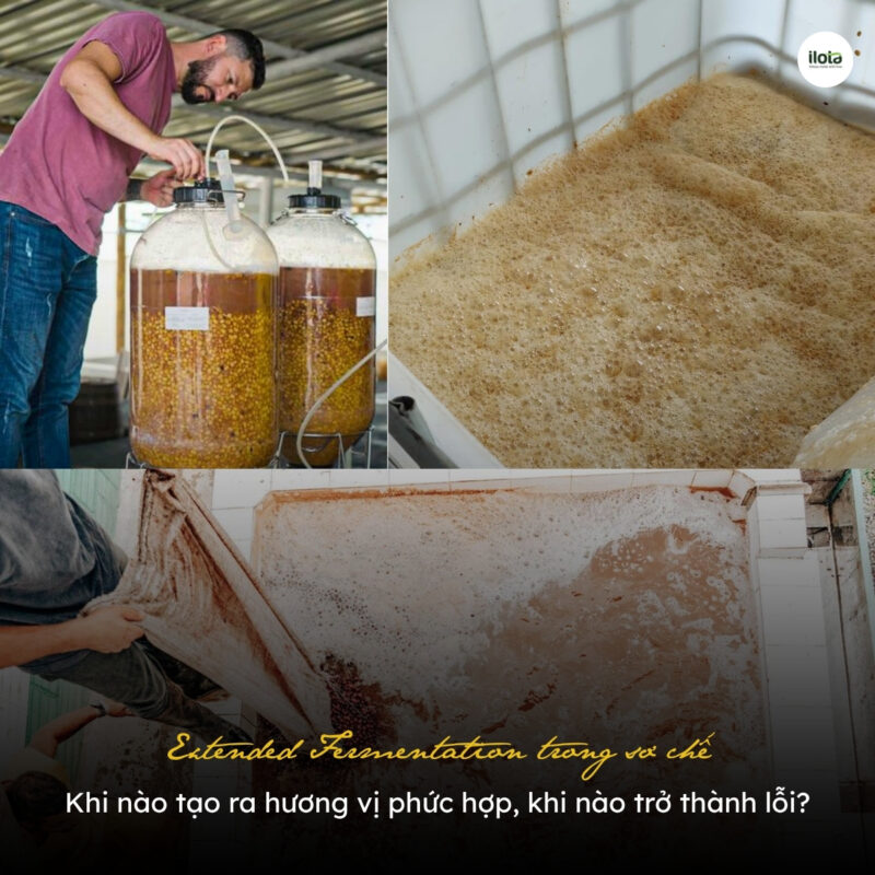 extended-fermentation-trong-so-che
