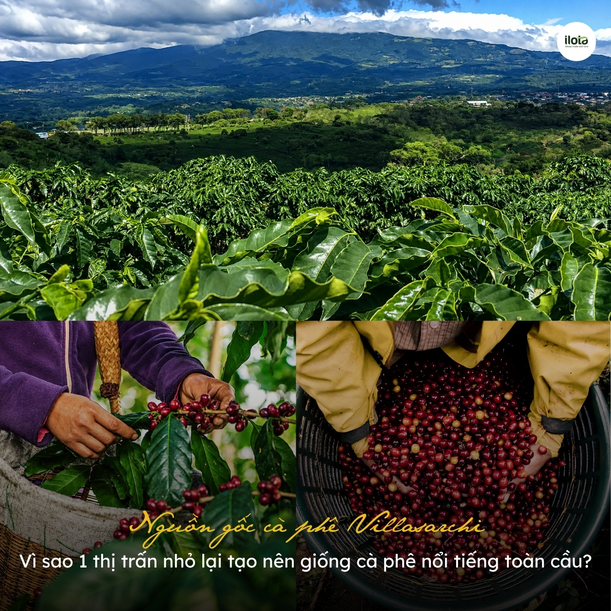 nguon-goc-ca-phe-villasarchi