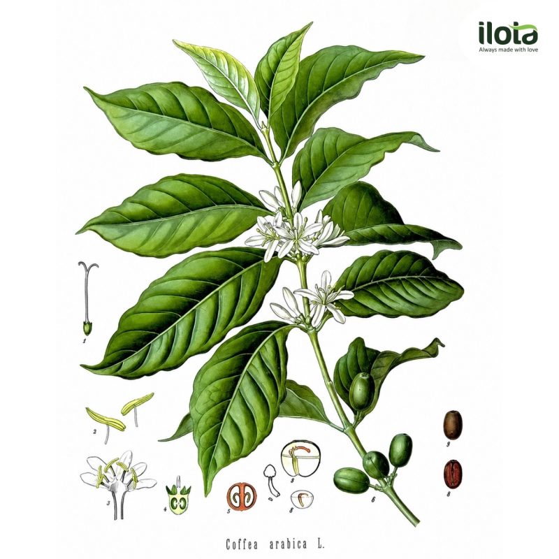 lich-su-ca-phe-buon-ma-thuot