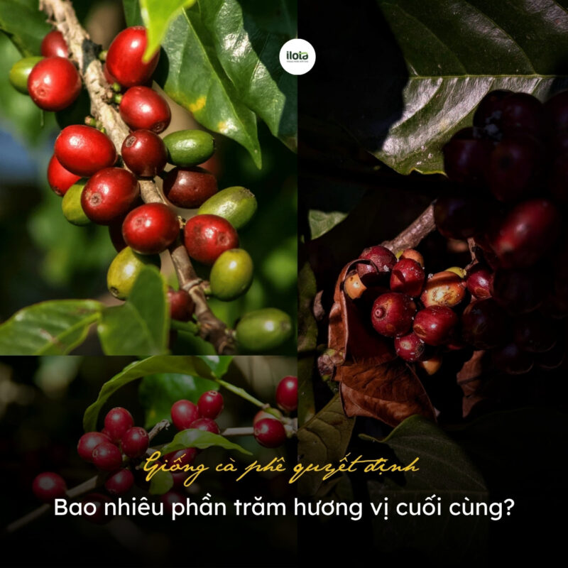 giong-ca-phe-quyet-dinh-bao-nhieu-phan-tram-huong-vi