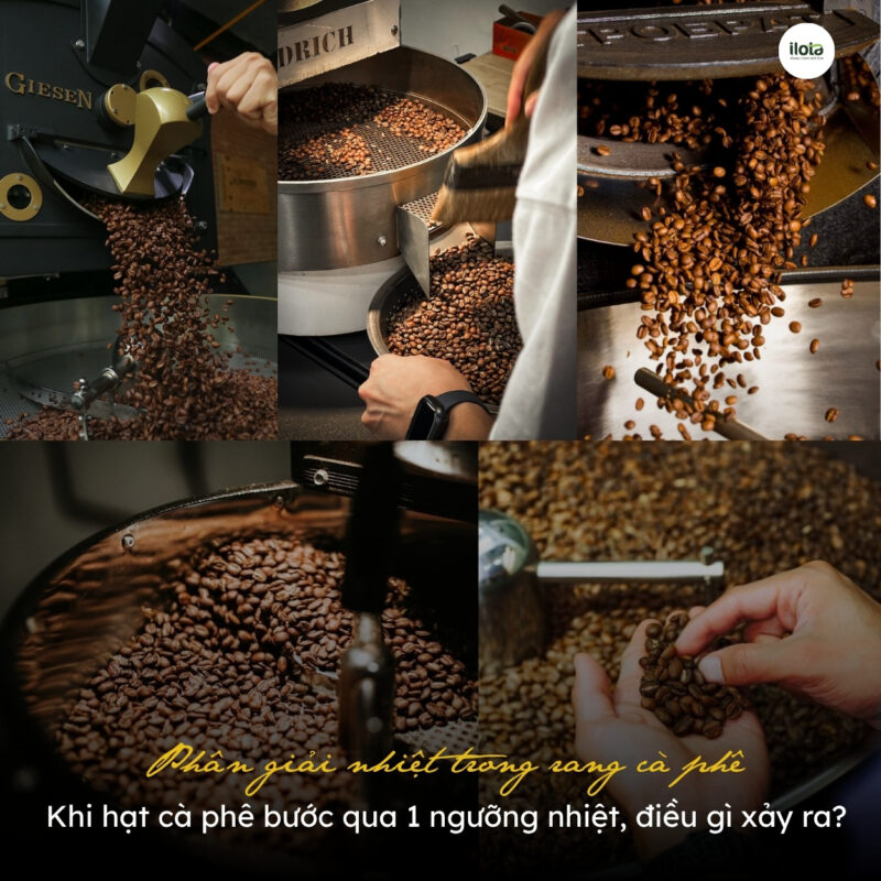 phan-giai-nhiet-trong-rang-ca-phe