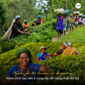 nguon-goc-tra-assam-va-darjeeling