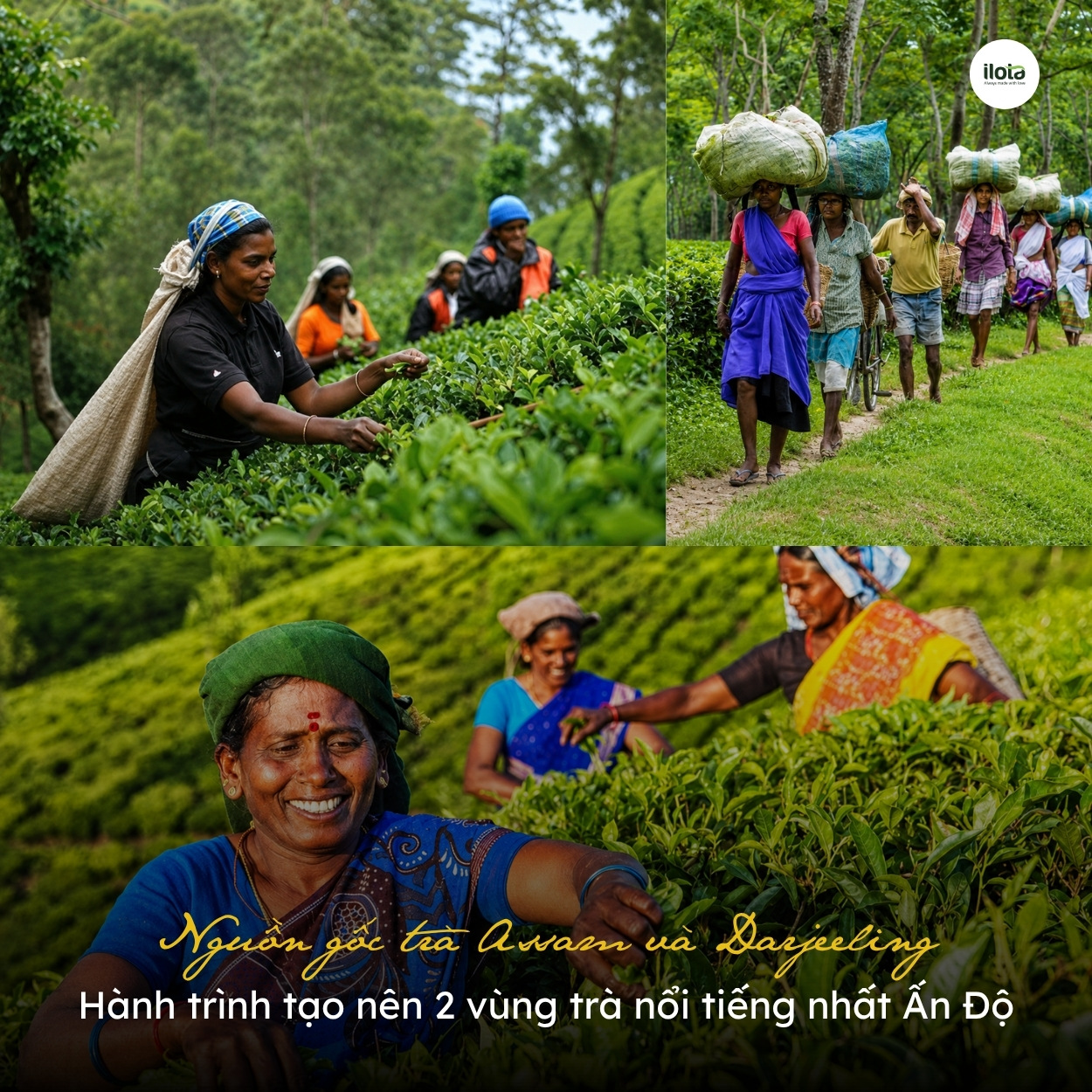 nguon-goc-tra-assam-va-darjeeling