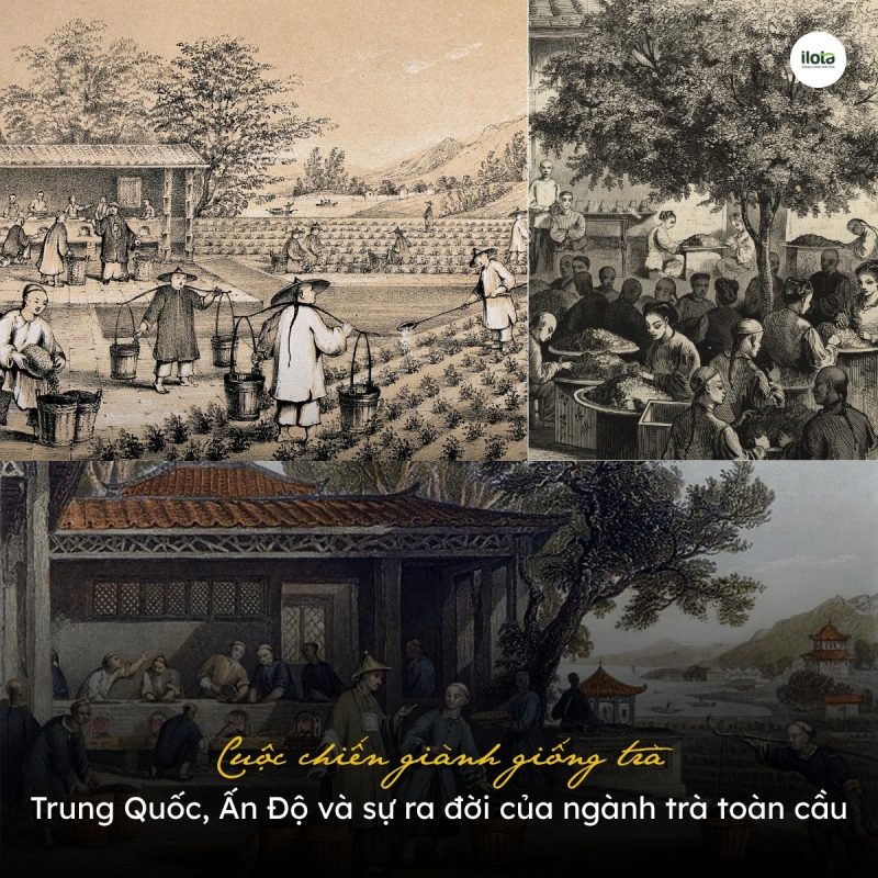 cuoc-chien-gianh-giong-tra