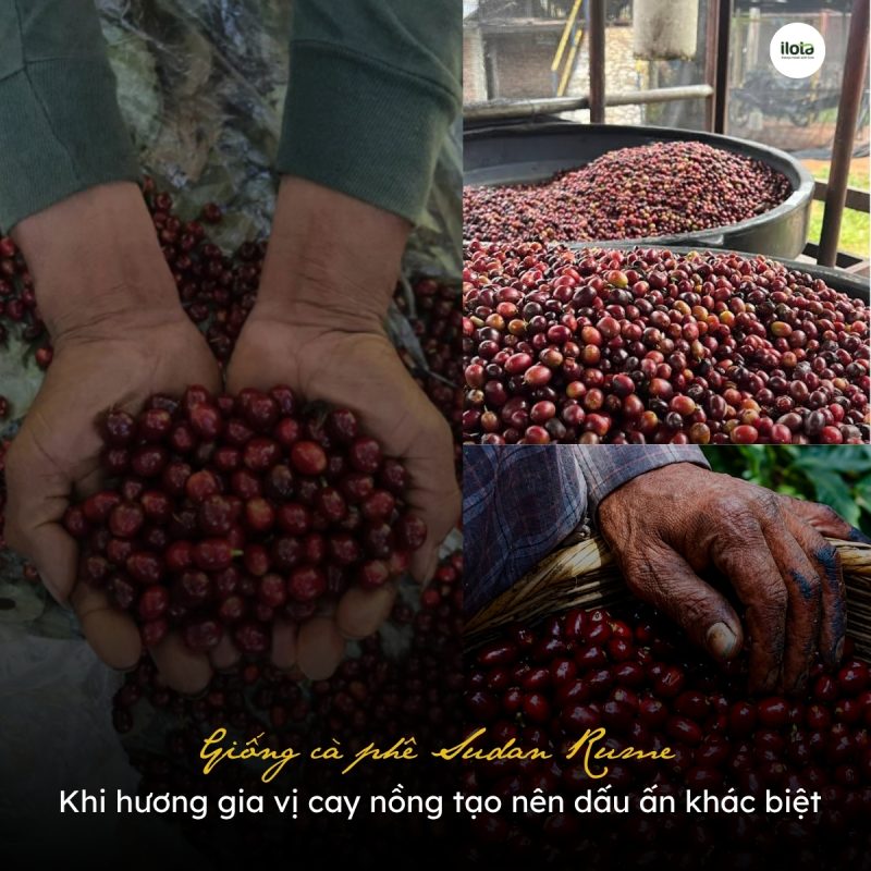 giong-ca-phe-sudan-rume