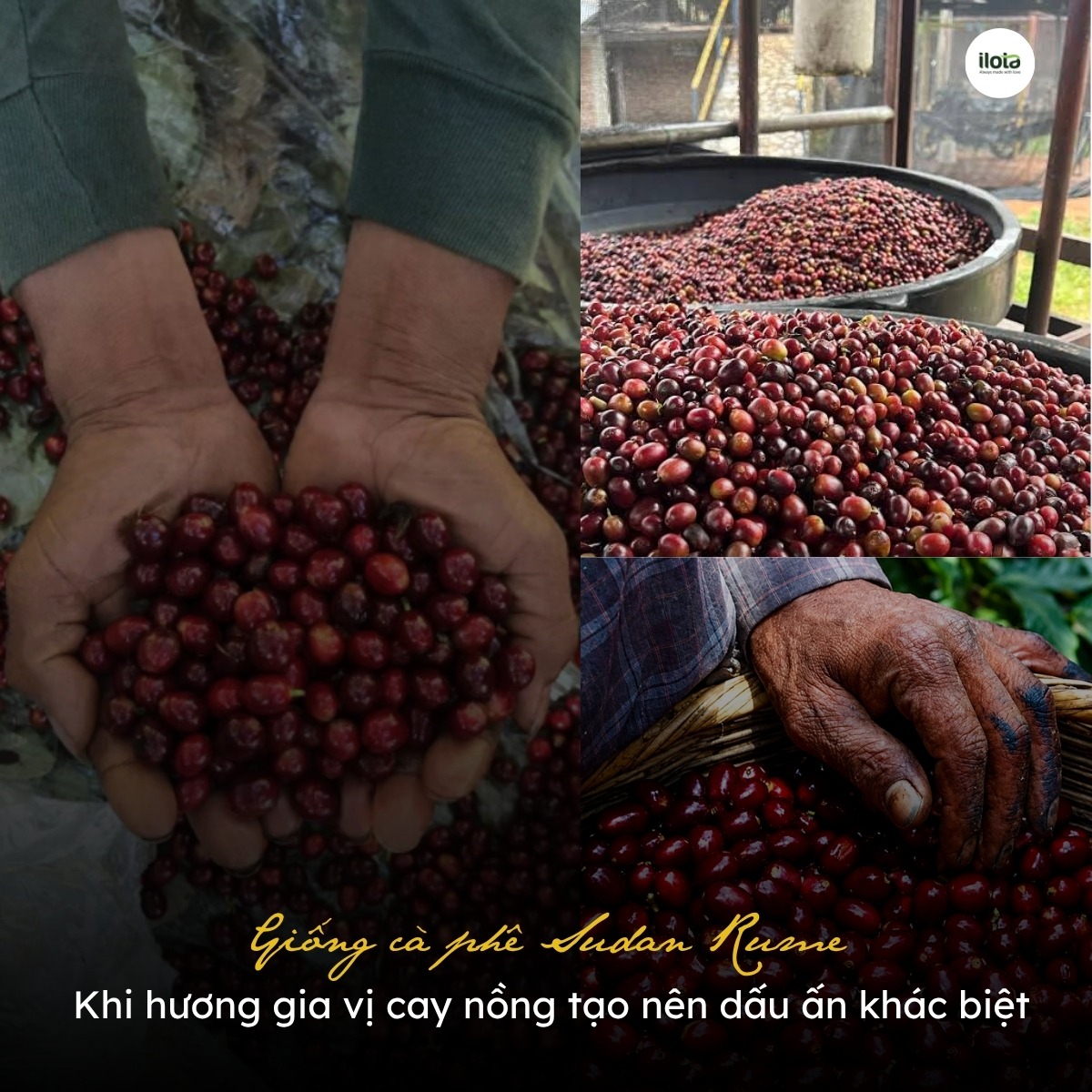 giong-ca-phe-sudan-rume