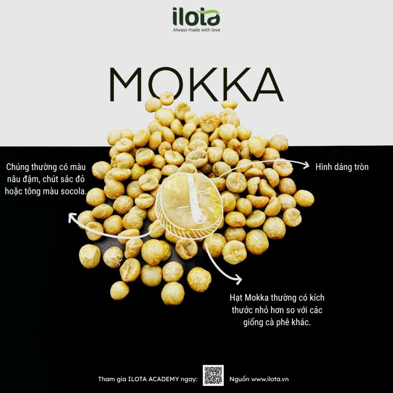 giong-ca-phe-mokka