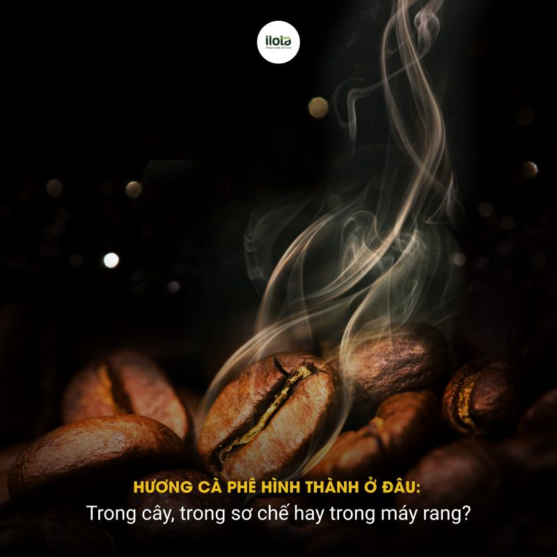 huong-ca-phe-hinh-thanh-o-dau