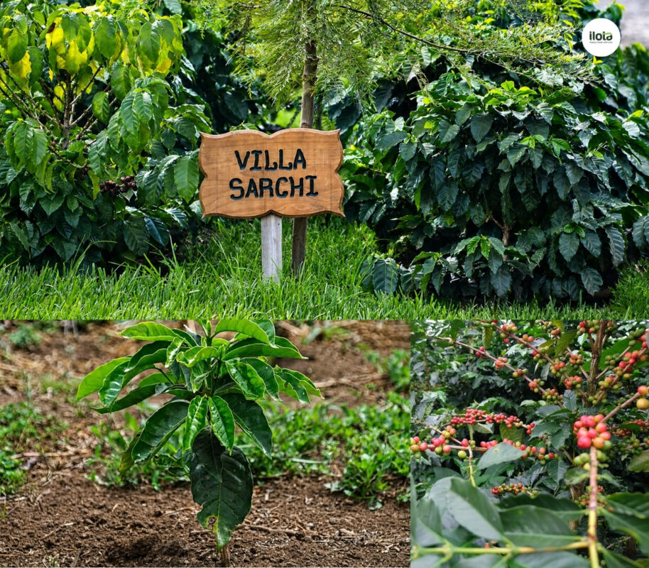 nguon-goc-ca-phe-villasarchi