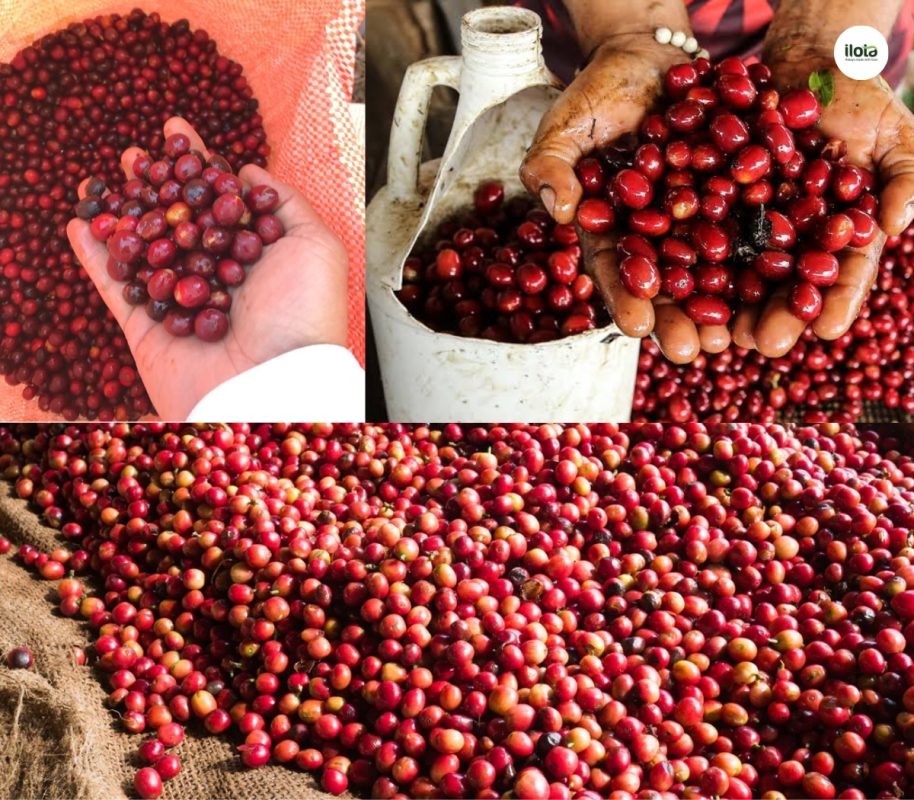 giong-ca-phe-sudan-rume