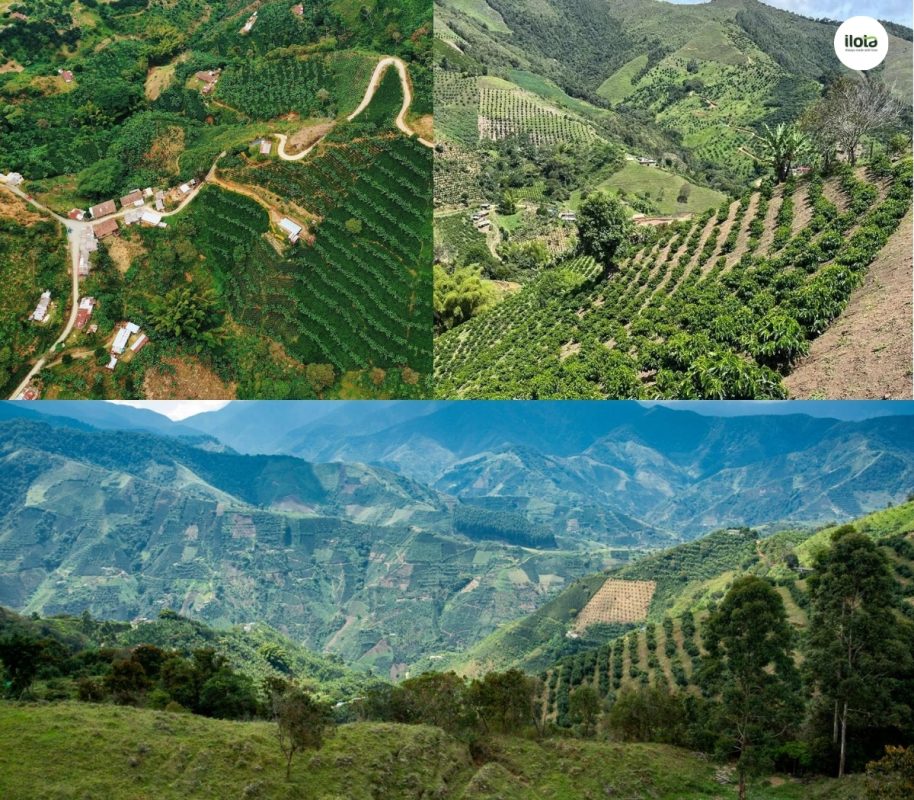 giong-ca-phe-caturra-chiroso